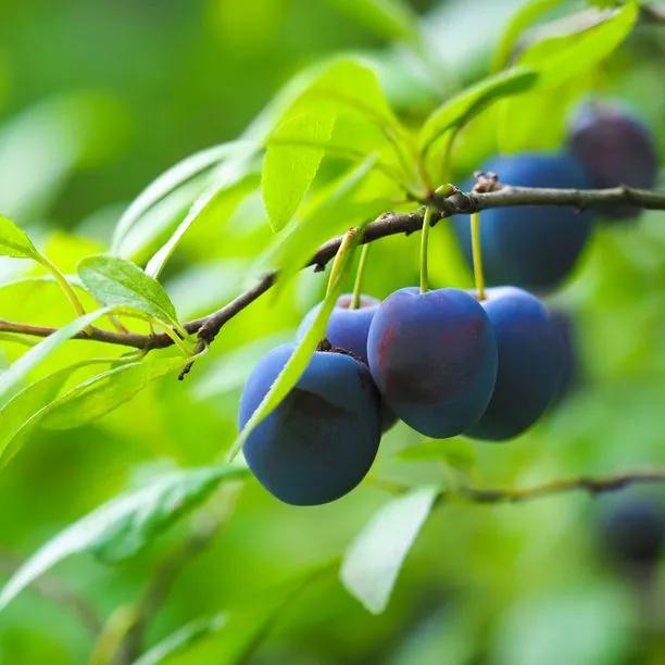 Damson Tree - Shropshire Prune (Prunus institia 'Shropshire') 1